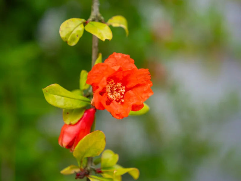 Punica granatum ‘Jativa’ (Pomegranate – Jativa)