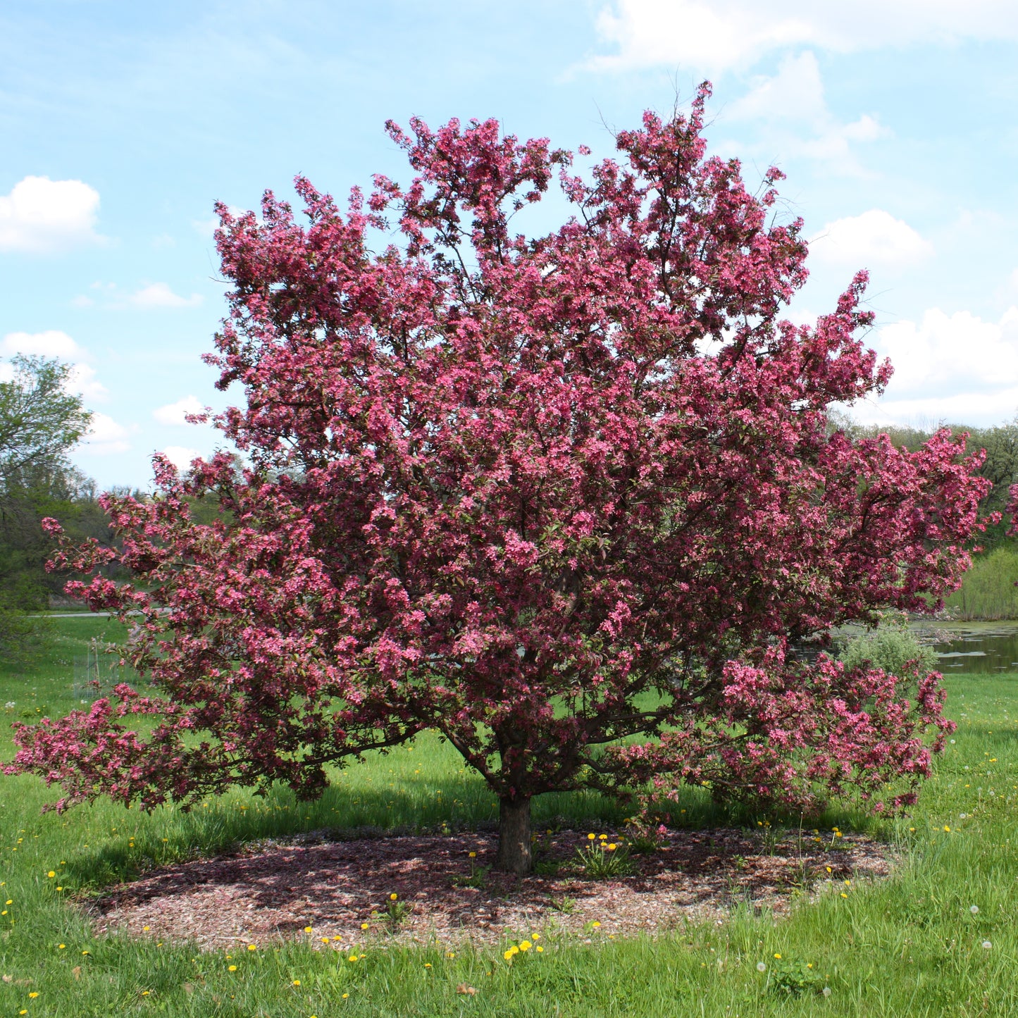 Malus ‘Echtermeyer’ (Echtermeyer Weeping Crab Apple)