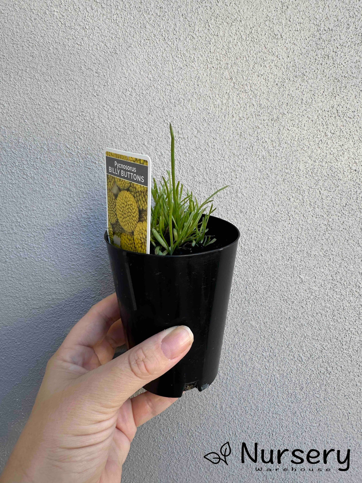 Pycnosorus Globosus (Billy Buttons)