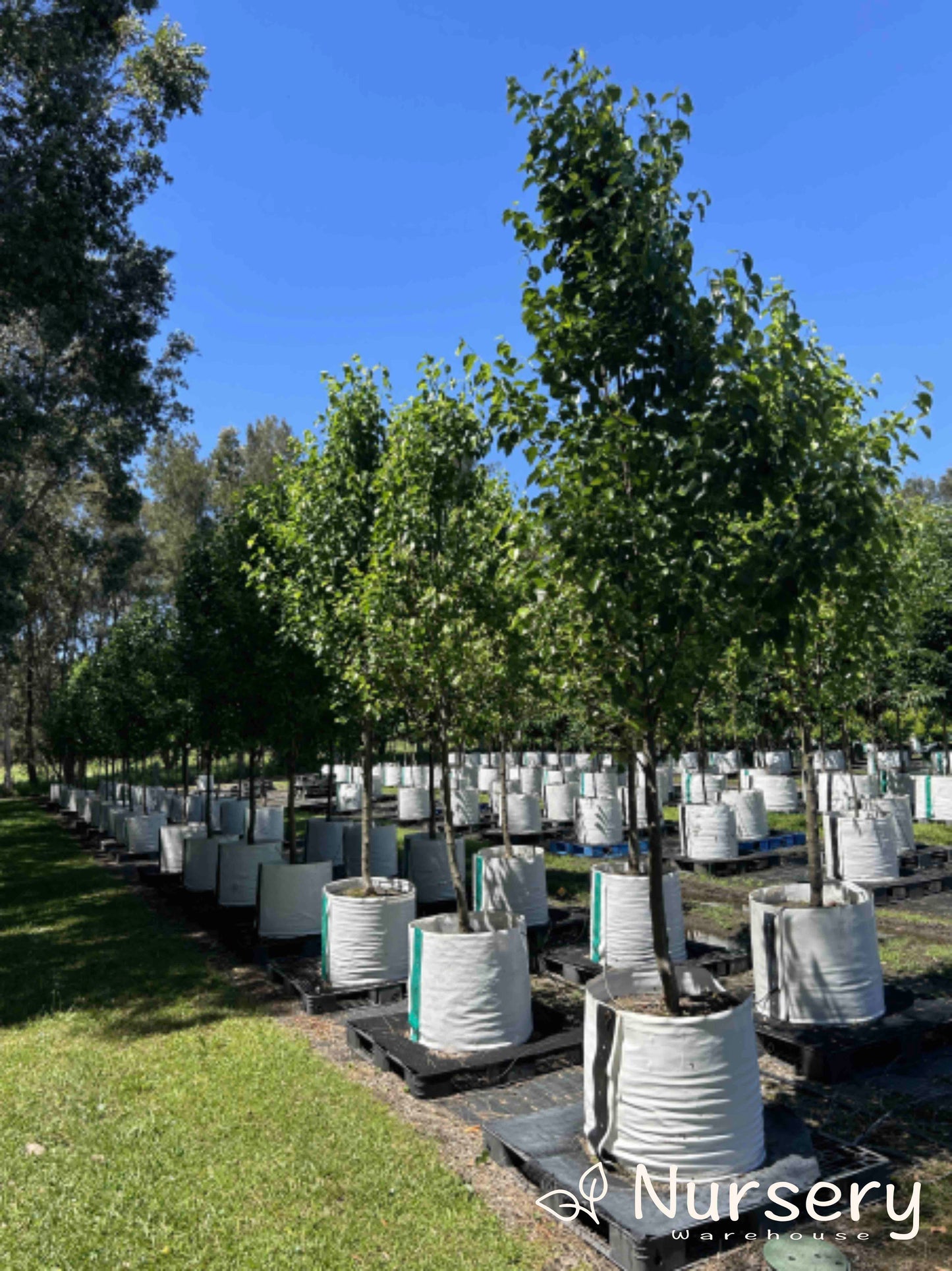 Pyrus Chanticleer (Chanticleer Pear Tree)