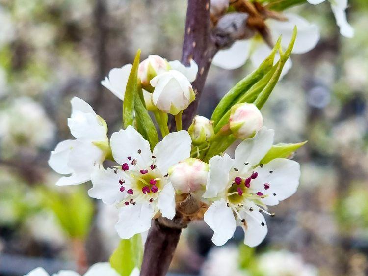 Pyrus Ussuriensis (Pleached Manchurian Pear)