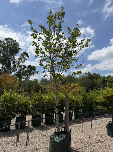 Pyrus Calleryana 'Bradford' (Bradford Pear)