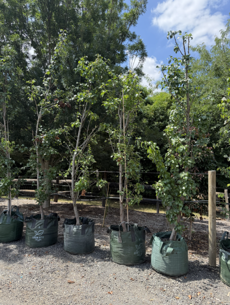 Pyrus Calleryana (Capital Pear)