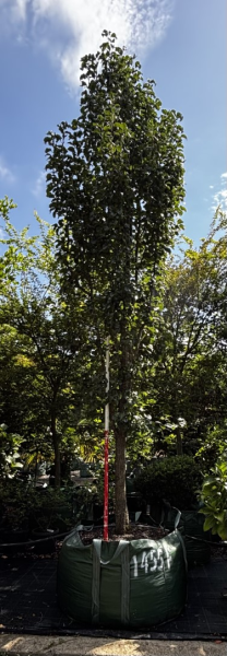 Pyrus Calleryana (Capital Pear) CLEARANCE