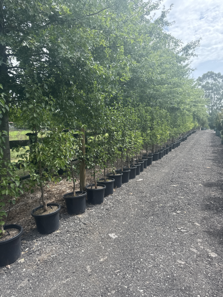 Pyrus Calleryana 'Chanticleer' (Chanticleer Ornamental Pear)