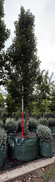 Pyrus Calleryana 'Chanticleer' (Chanticleer Ornamental Pear)