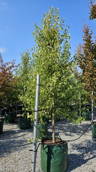 Pyrus Nivalis (Snow Pear)