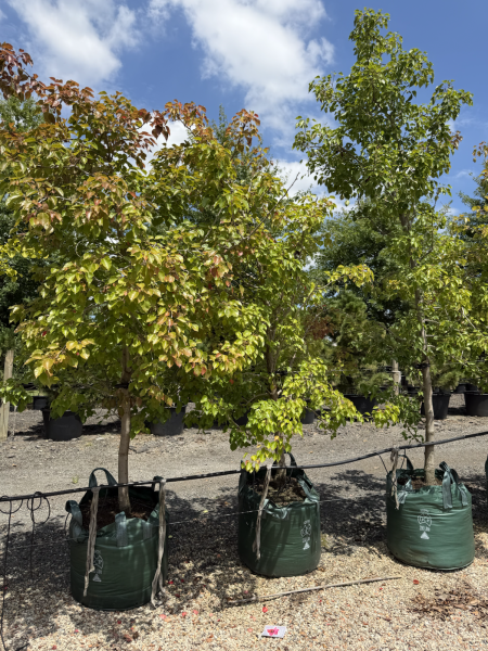 Pyrus ussuriensis (Manchurian Pear)