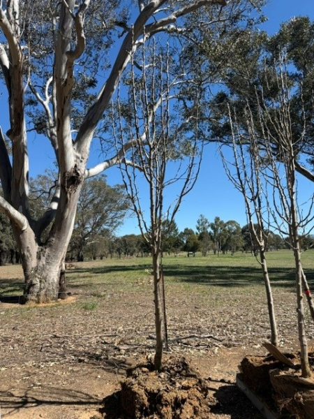 Pyrus Calleryana 'Capital' (Capital Pear)