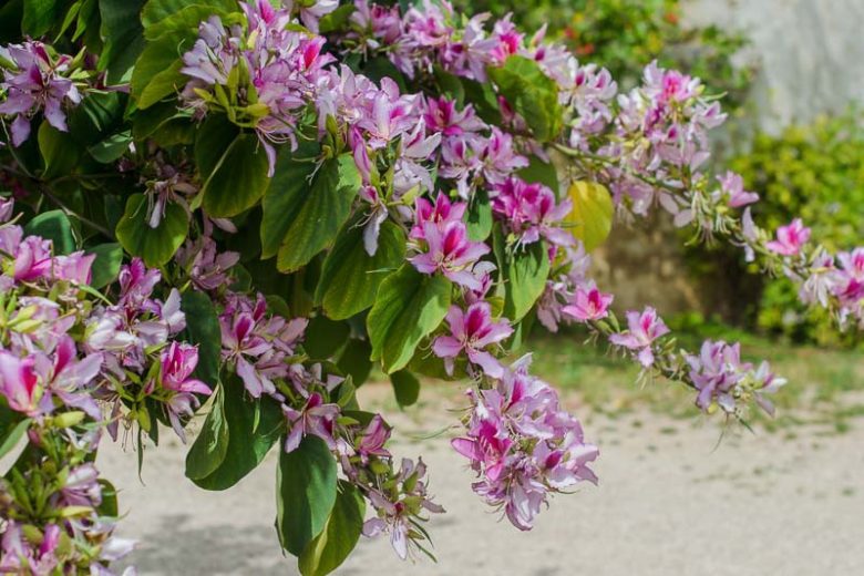 Bauhinia variegata ‘Alba’ (White Orchid Tree)