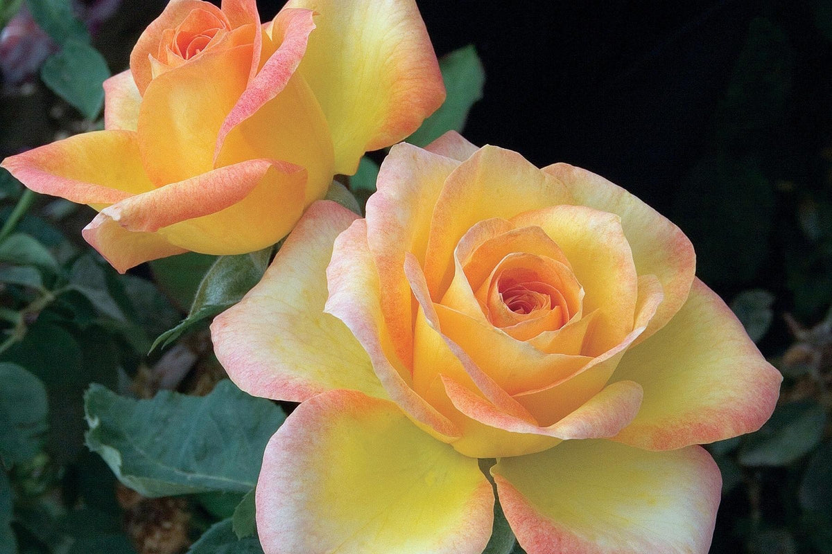 Rosa 'Daybreak' (Daybreak Grandiflora Rose)