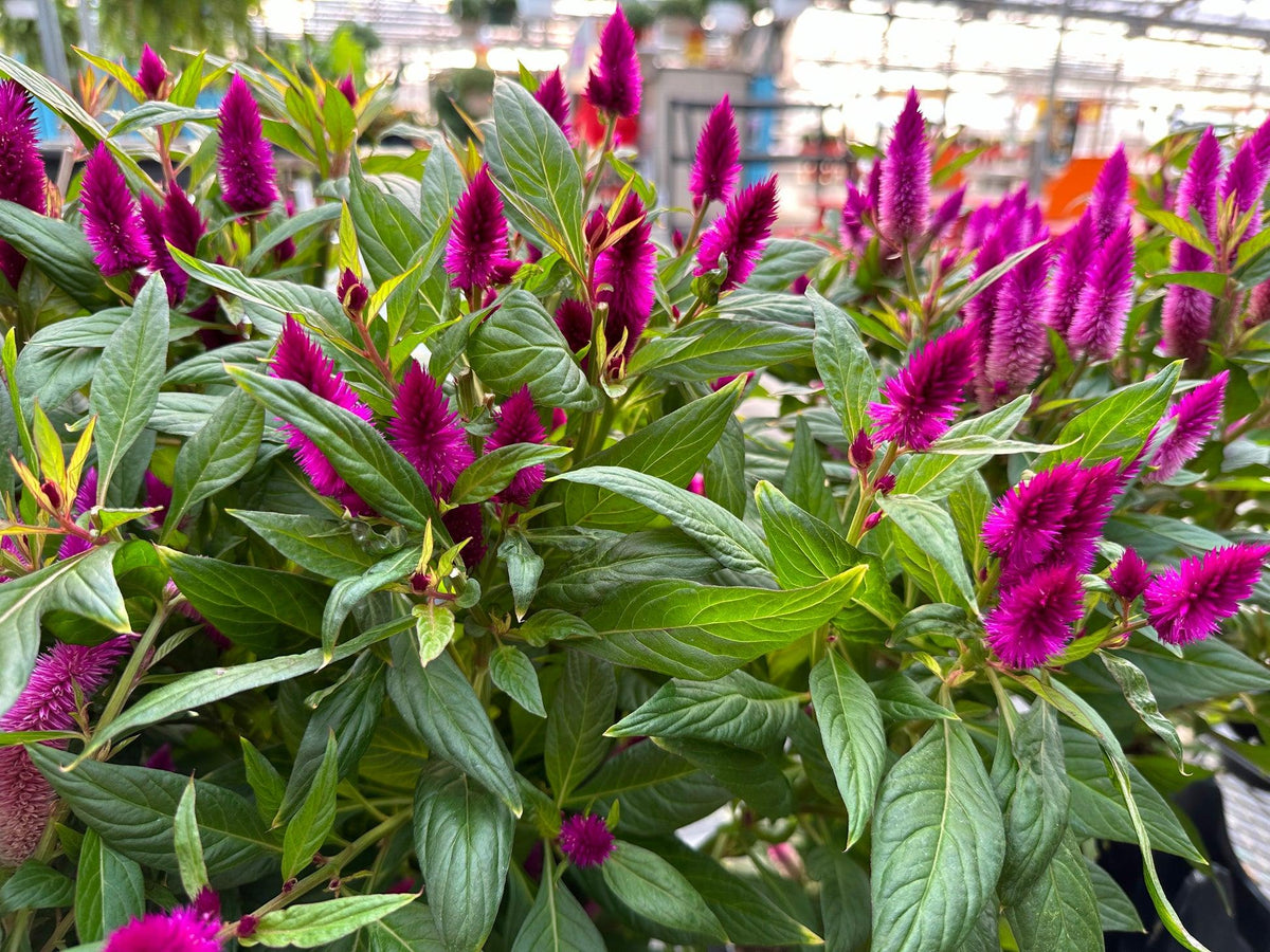 Celosia argentea ‘Intenz’ (Intenz Wheat Celosia)