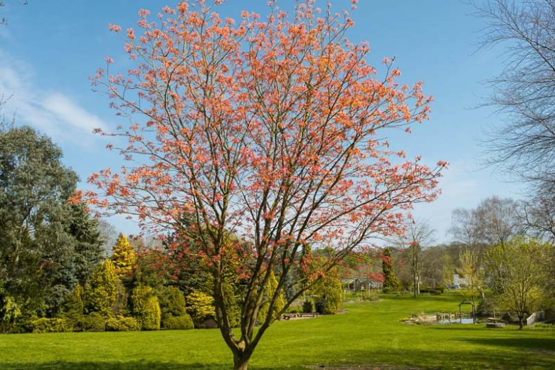 Acer Pseudoplatanus Brilliantissimum (Brilliant Sycamore Maple)