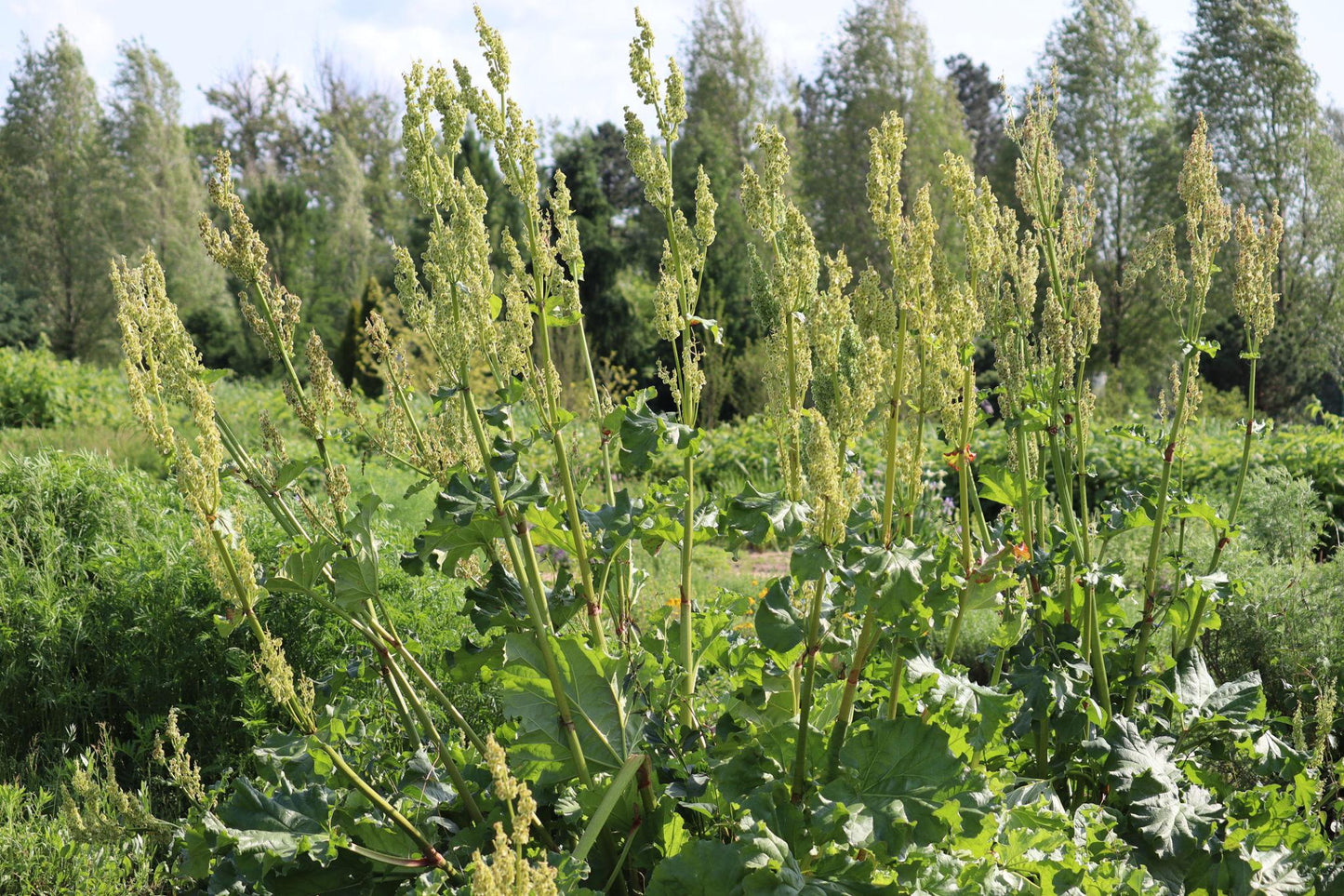 Rheum Rhabarbarum ‘Crimson Crumble’ (Crimson Crumble Rhubarb)