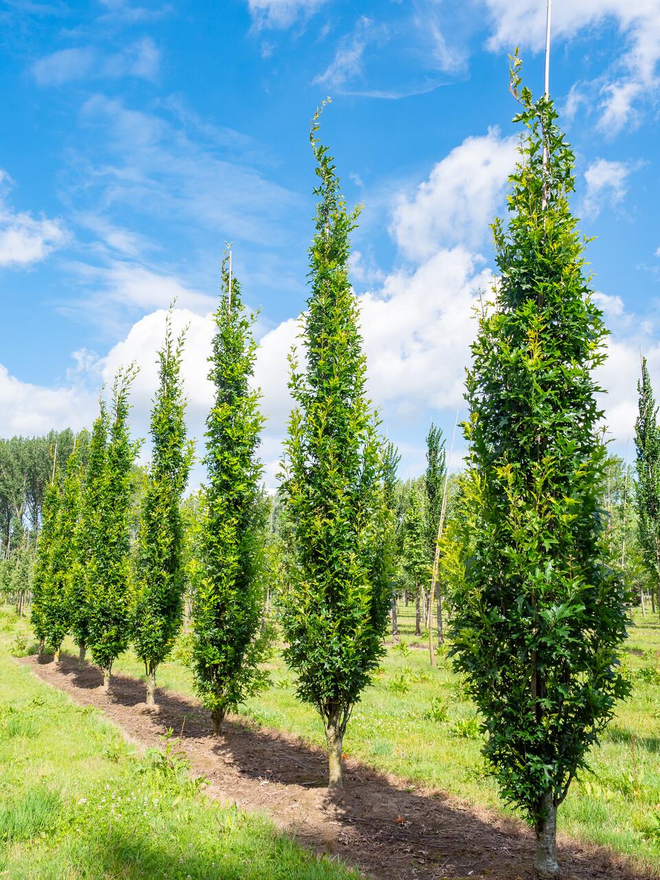Quercus Palustris ‘Pringreen Green Pillar®’