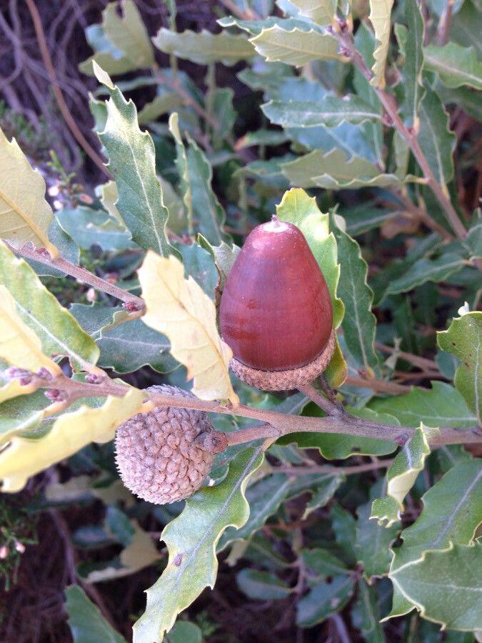 Quercus lusitanica (Portuguese Oak)