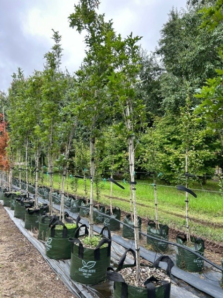 Quercus Palustris ‘Pringreen Green Pillar®’