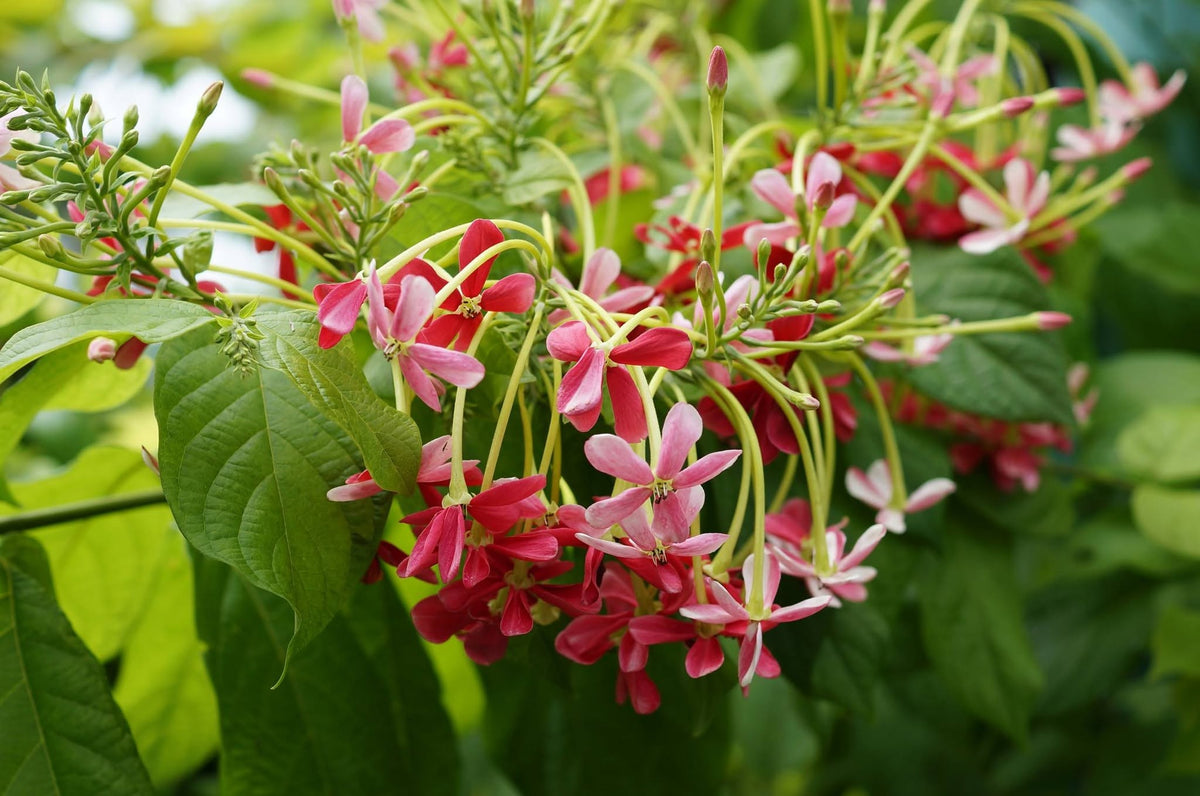 Quisqualis Indica (Rangoon Creeper)