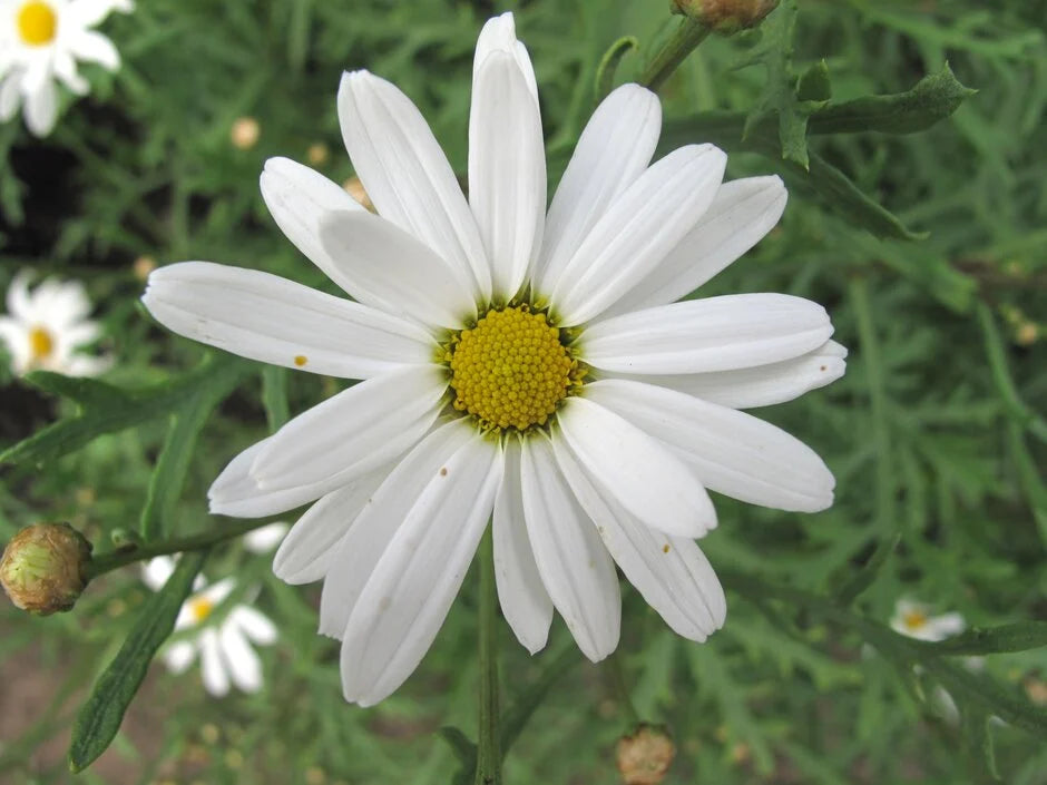 Argyranthemum frutescens (Single White)