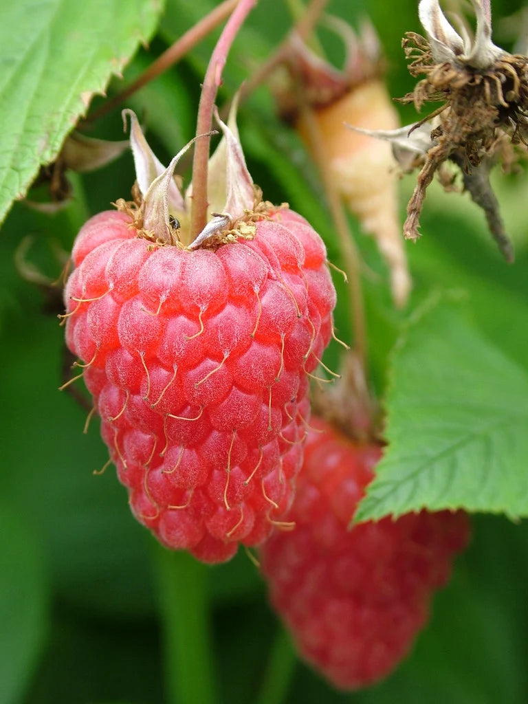Rubus idaeus (Raspberry – Tulameen)