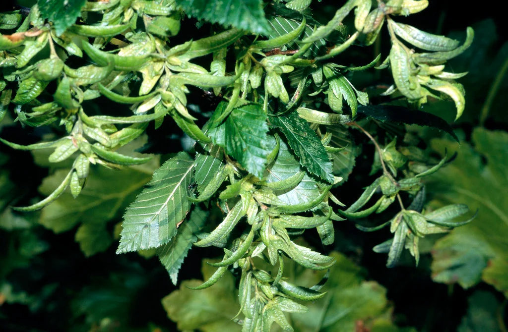 Carpinus betulus Fastigiata (Upright Hornbeam)