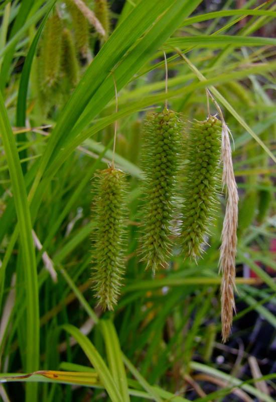Carex Fascicularis (Tassel Sedge)
