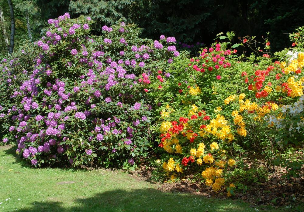 Rhododendron (Assorted Azalea)