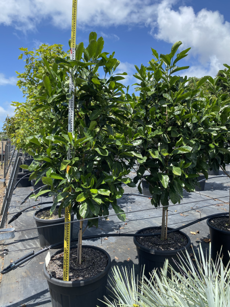 Atractocarpus Fitzalanii (Syn. Randia)