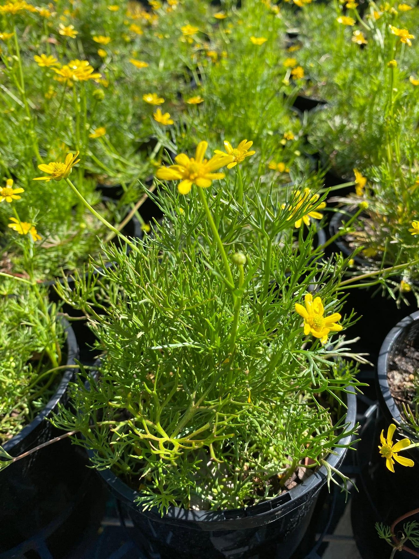 Ranunculus Inundatus (River Buttercup)