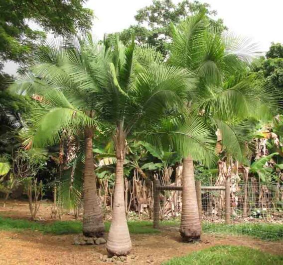 Ravenea Rivularis (Majestic Palm)