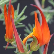 Lotus ‘Red Flash’ – Crimson Flowering Groundcover