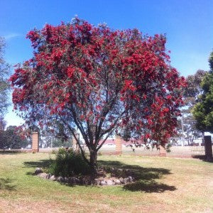 Callistemon 'Western Glory' (Bottlebrush 'Western Glory')