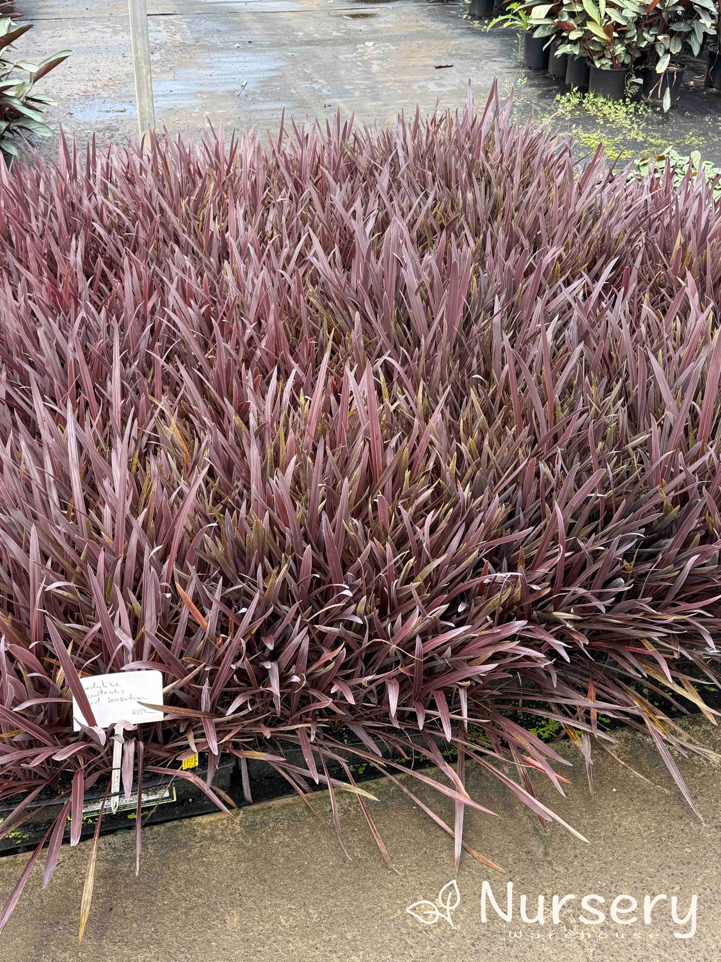 Cordyline Red Sensation (tube stock)