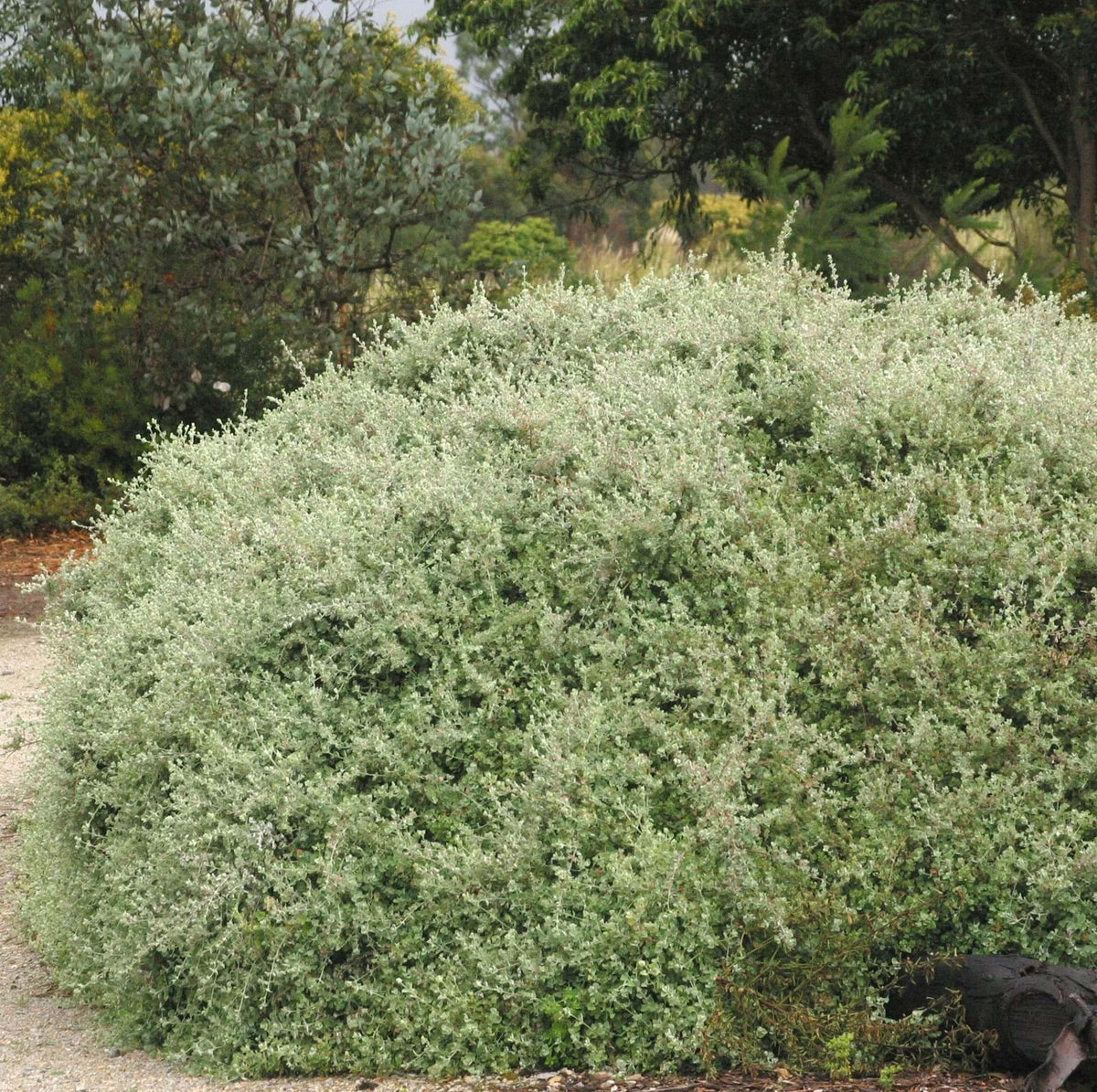 Rhagodia Spinescens ‘Silver Border’ (Silver Border Creeping Saltbush)