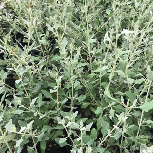 Rhagodia Spinescens (Spiny Saltbush / Creeping Saltbush)