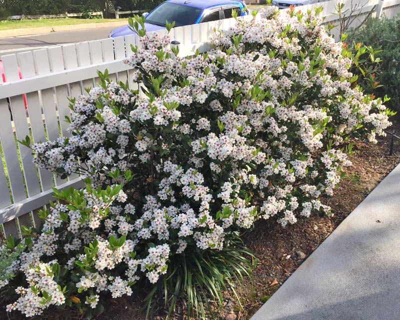 Rhaphiolepis × intermedia (Intermediate Indian Hawthorn)