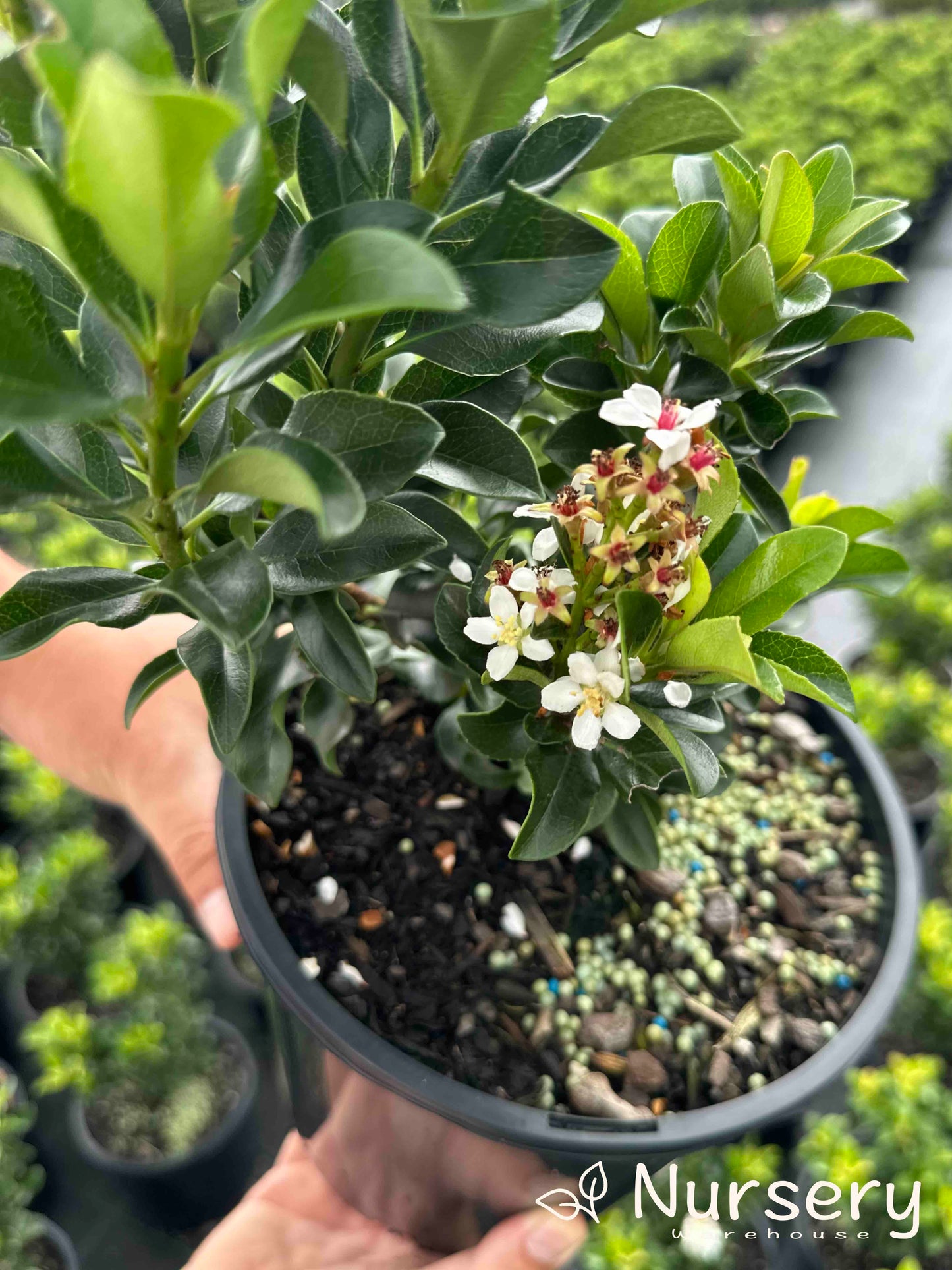 Rhaphiolepis Indica (Snow Maiden)