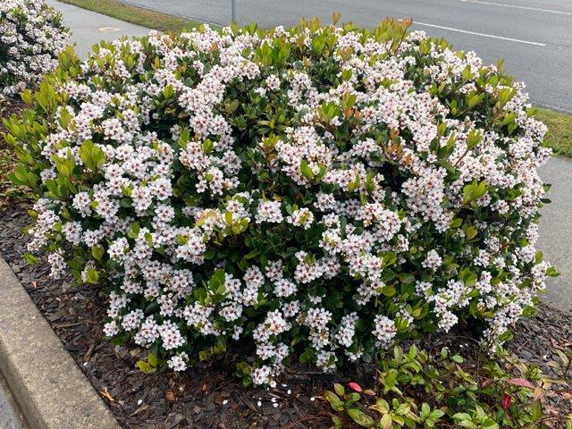 Rhaphiolepis Indica ‘Minikins’ (Minikins Indian Hawthorn)