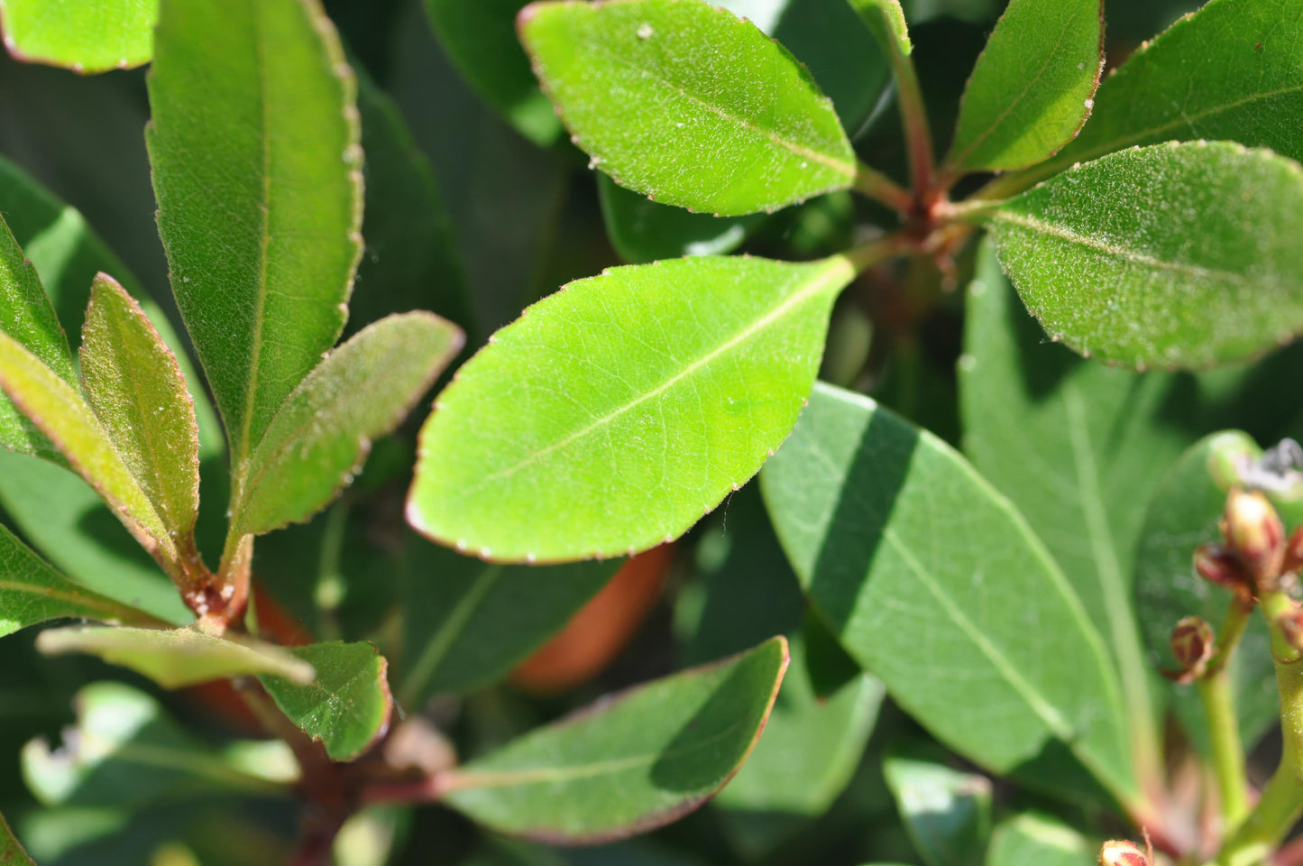 Rhaphiolepis Umbellata (Yedda Hawthorn)