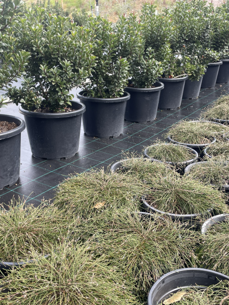 Rhaphiolepis Indica ‘Snow Maiden’ (Indian Hawthorn)