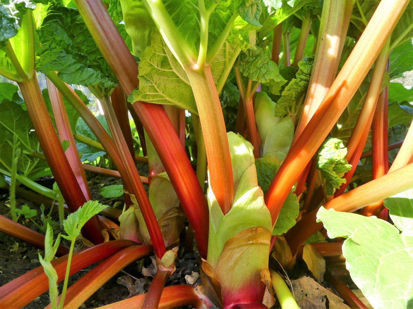 Rheum × Hybridum (Rhubarb)