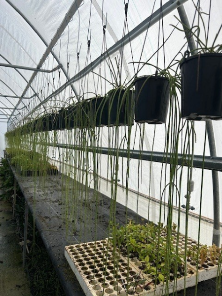 Rhipsalis Baccifera (Mistletoe Cactus)