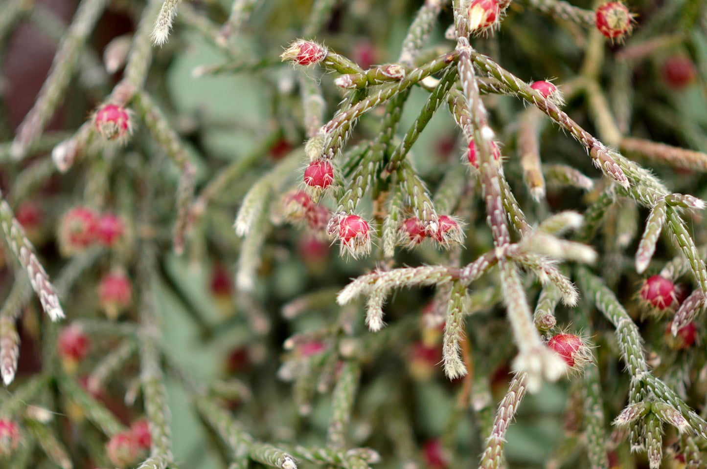 Rhipsalis erythrocarpa (Red Coral Cactus)
