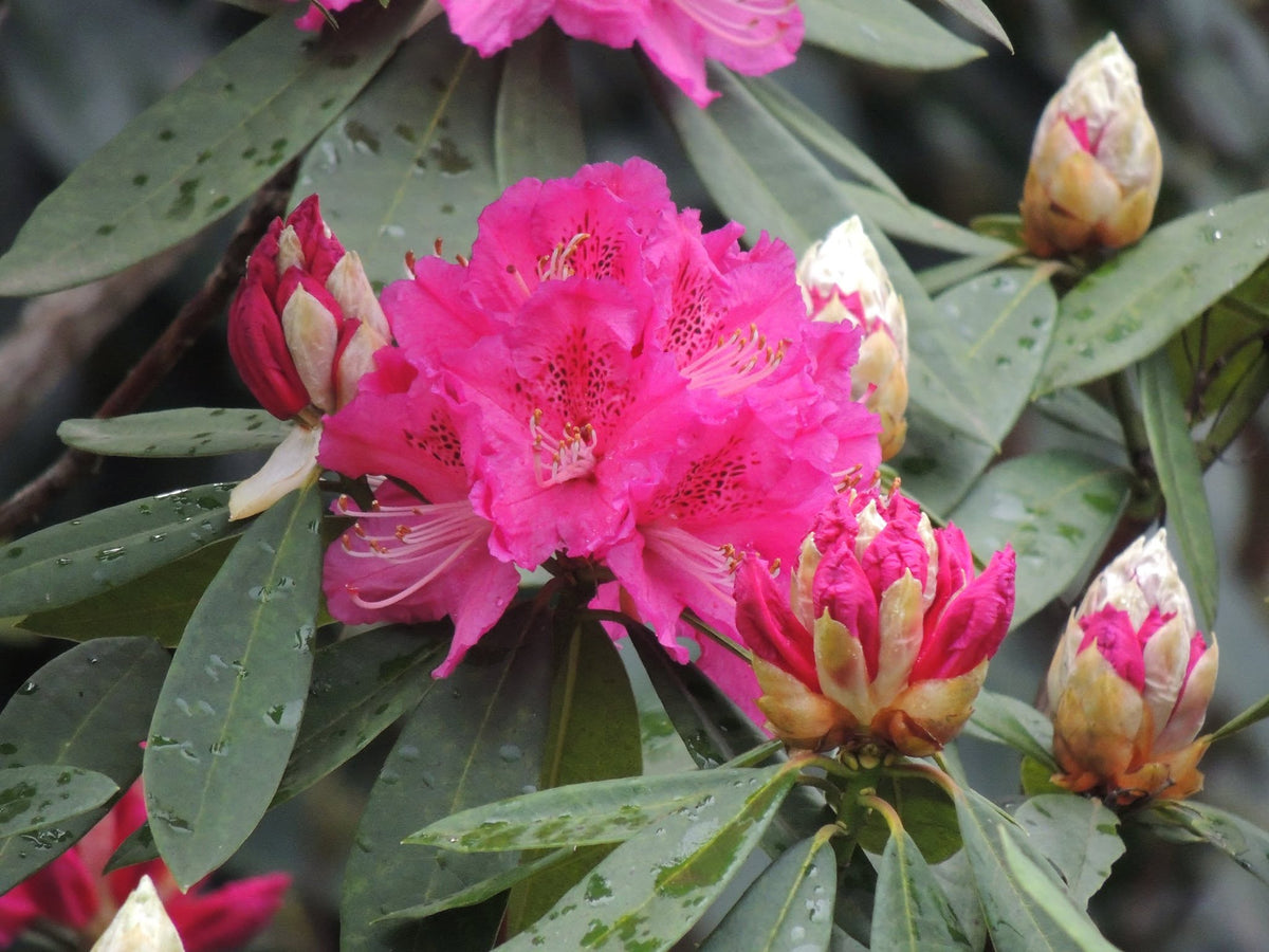Rhododendron 'Elegans' (Elegans Rhododendron)