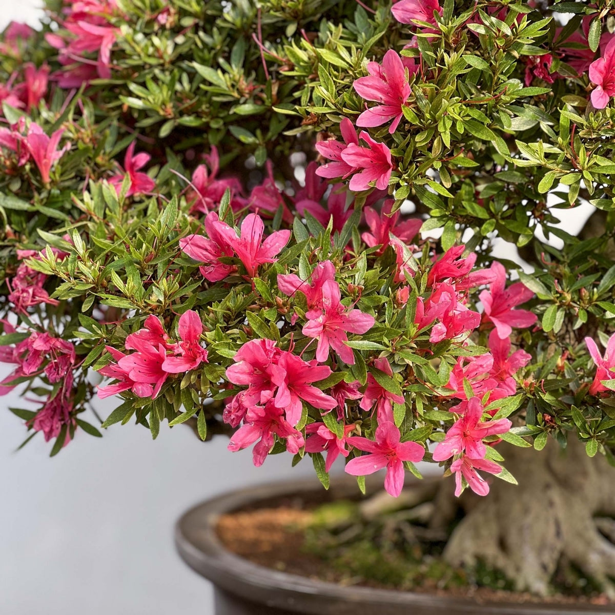 Rhododendron Indicum ‘Magnifica’ (Magnifica Azalea)