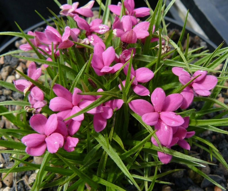 Rhodohypoxis ‘Beverly’ (Red Star / Rosy Posy)