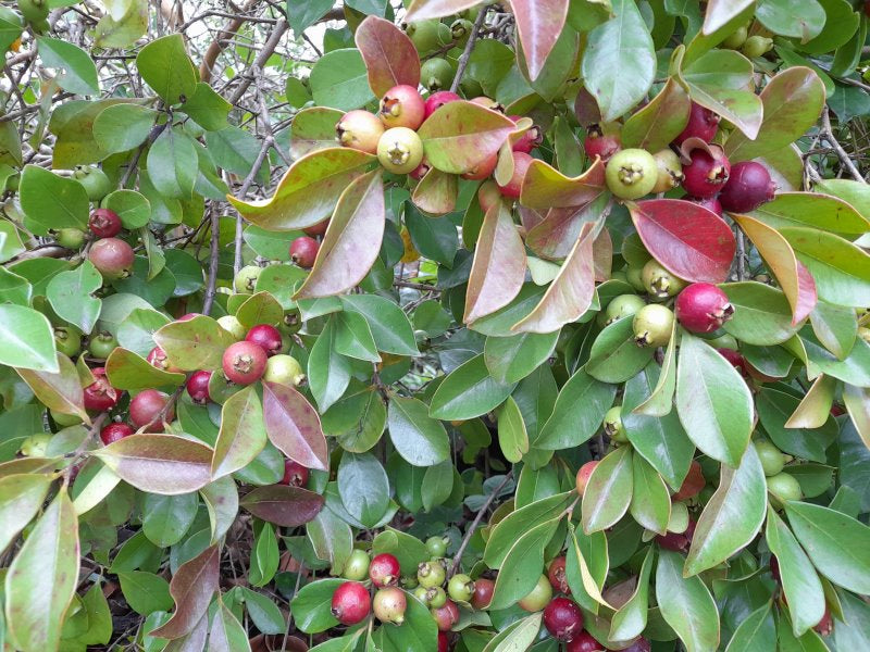 Psidium Guajava (Guava Cherry Red)