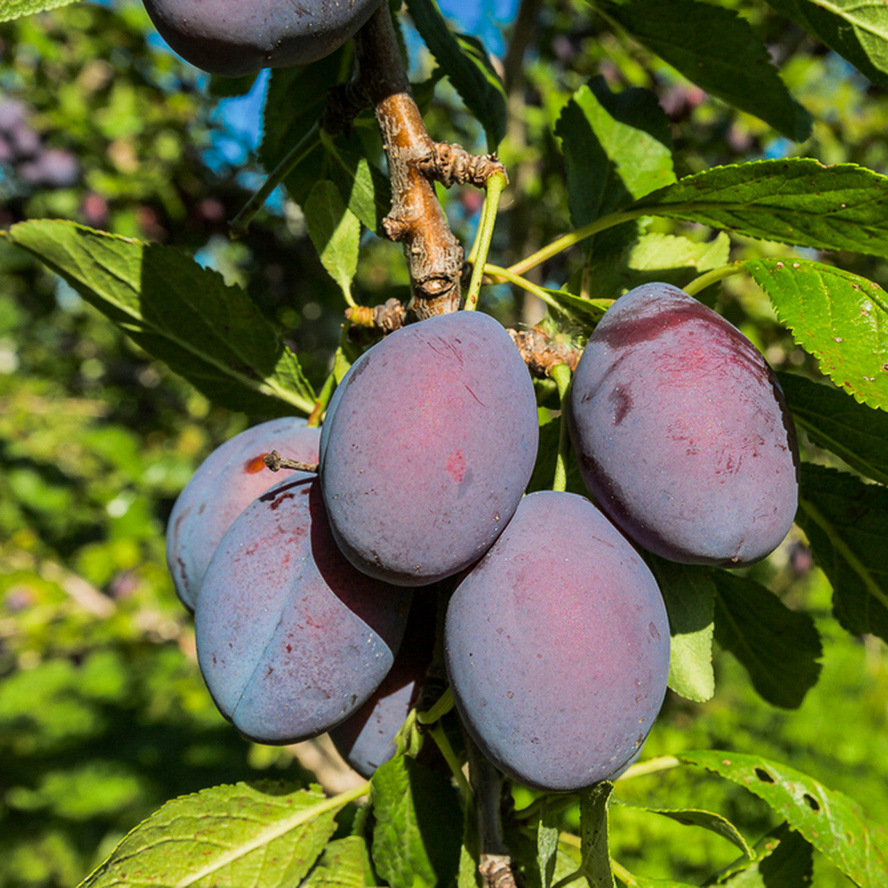 Prunus Domestica 'Robe de Sergeant' (Prune Plum)