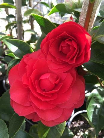 Camellia japonica ‘Roger Hall’