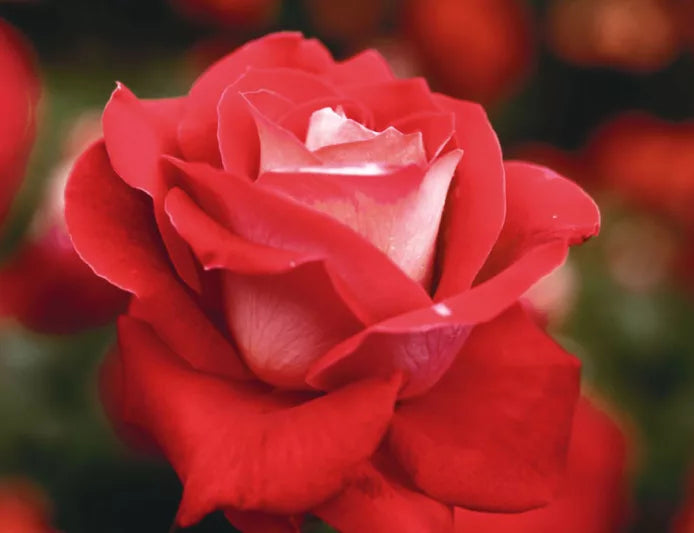 Rosa ‘So In Love’ (Floribunda Rose)